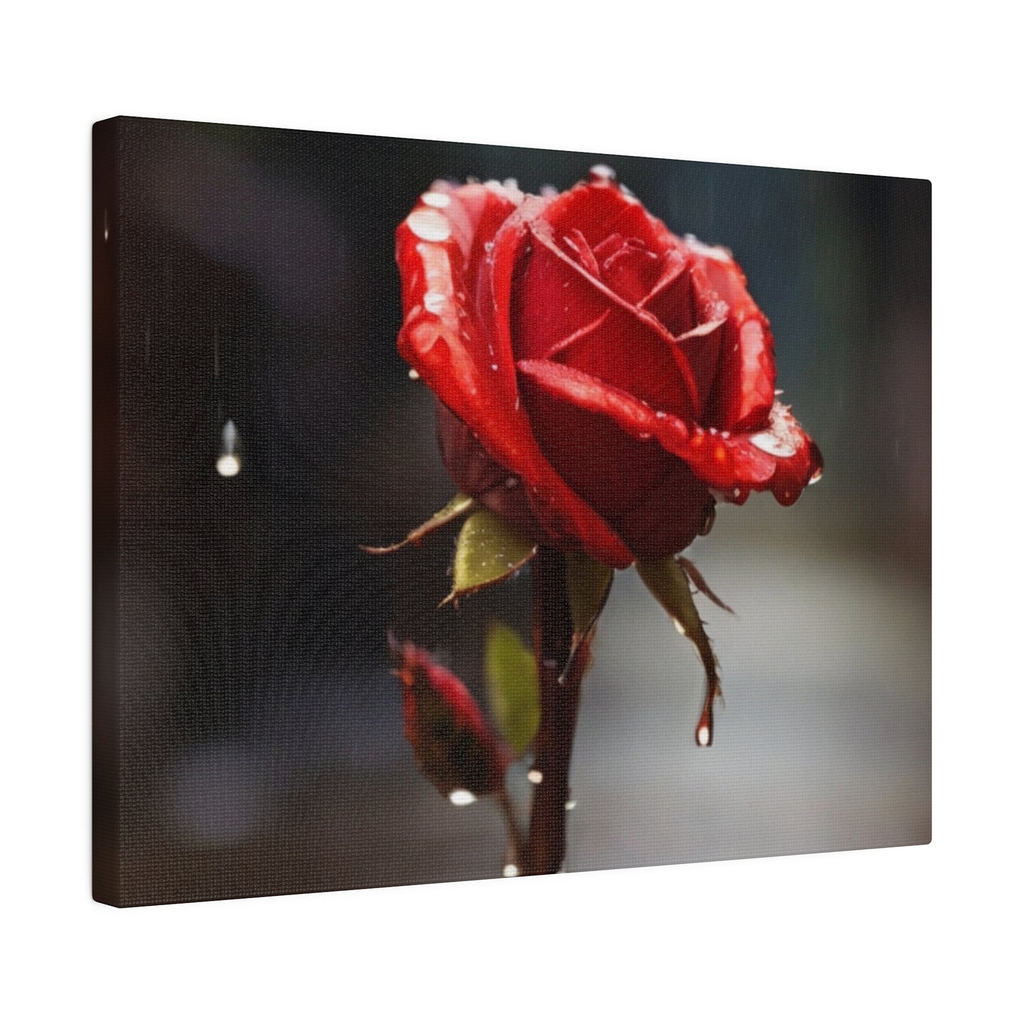Red Rose Covered In Raindrops - Matte Canvas, Stretched, 0.75"